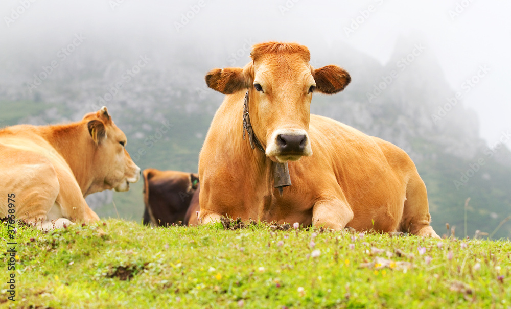 Brown Cow of Asturias (Northern Spain). Brown Cow of Asturias (Northern Spain).