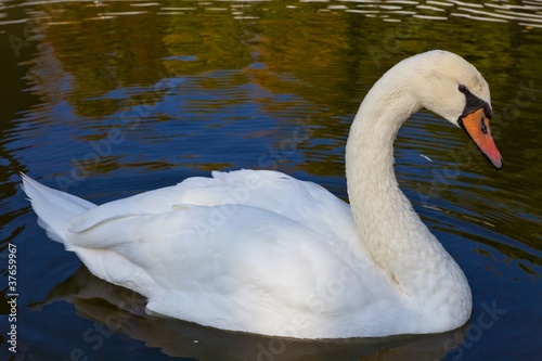 white swan in a water