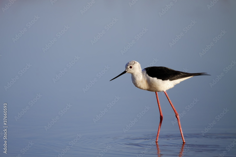 winged stilt winged stilt