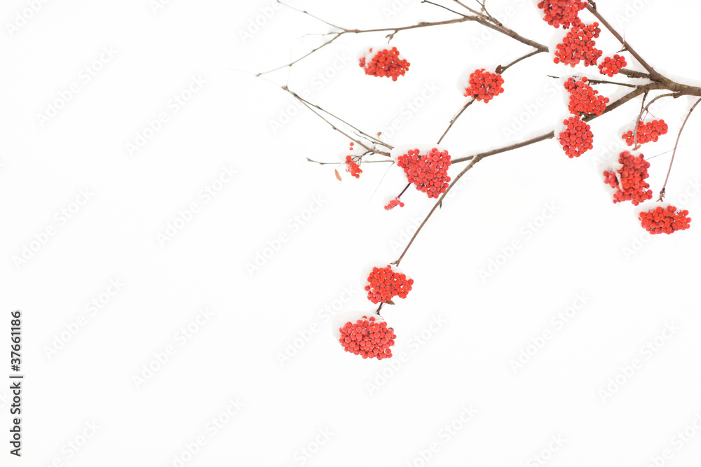 Obraz premium Rowan in snow