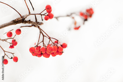 Rowan in snow