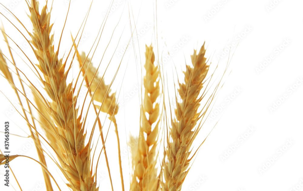 Image of wheat isolated over white background