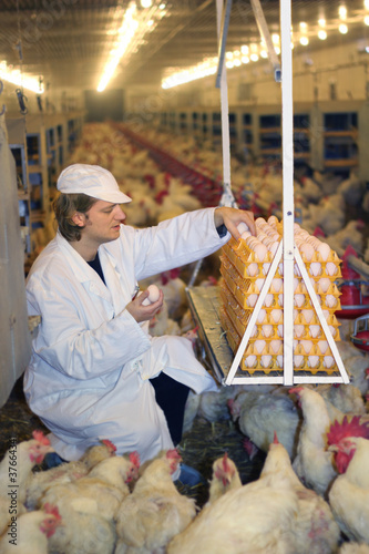 Farmer collecting eggs in chicken farm