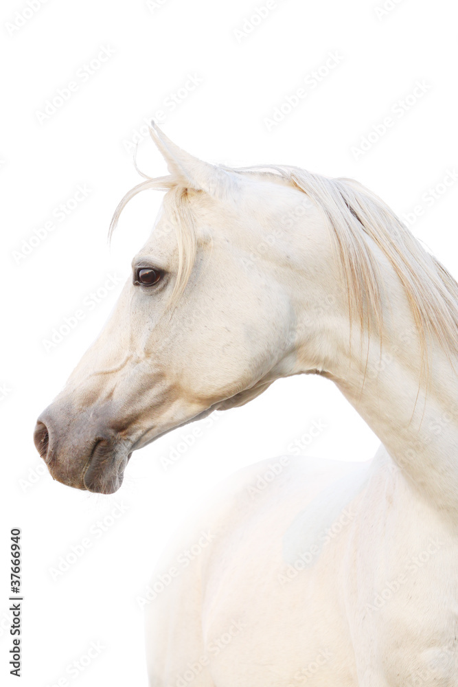 white horse