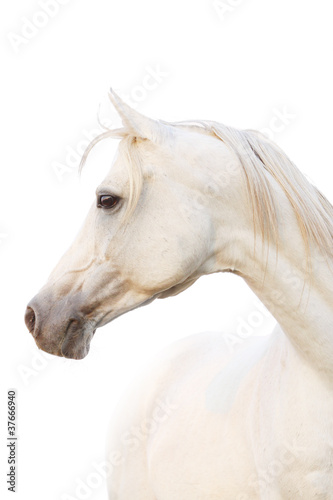 white horse