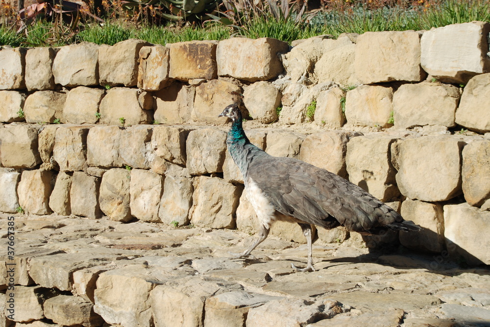 Fototapeta premium Peacock