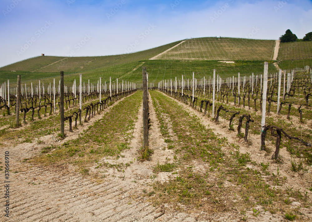 Barbera vineyard - Italy