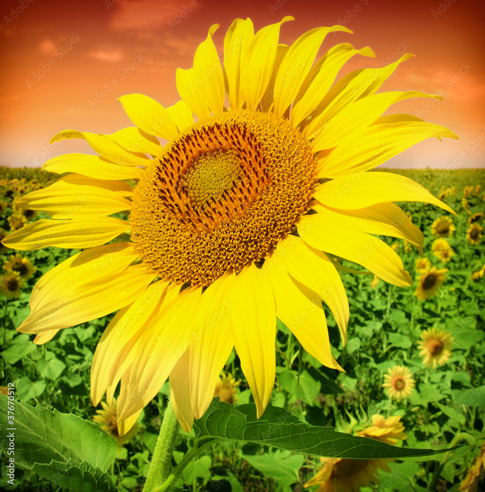 Obraz premium sundown above the sunflower field