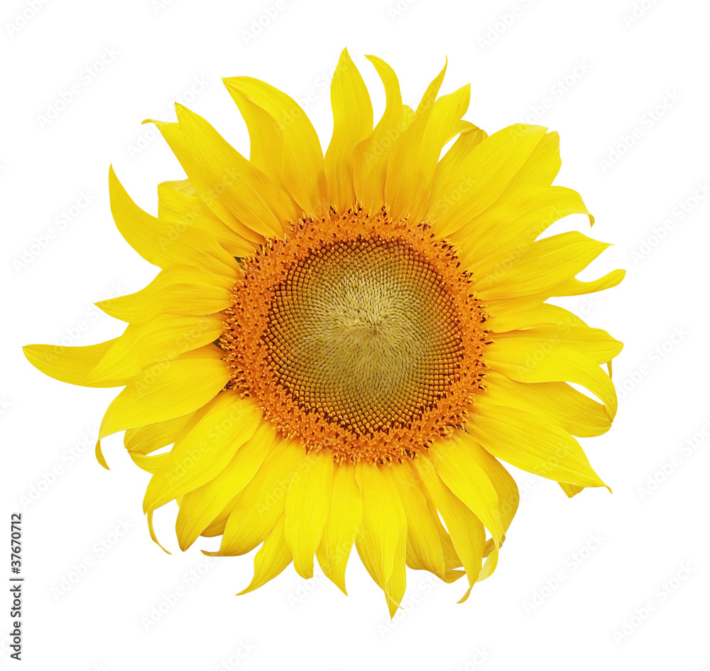 Fototapeta premium sunflower