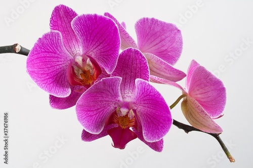 pink orchid