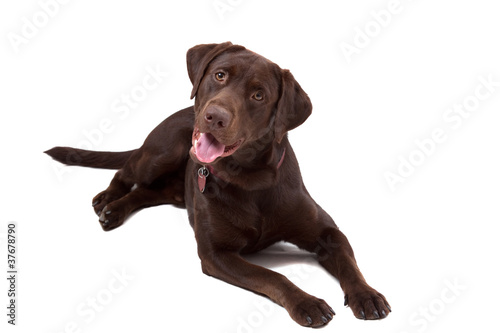 Chocolate Labrador Dog on white background