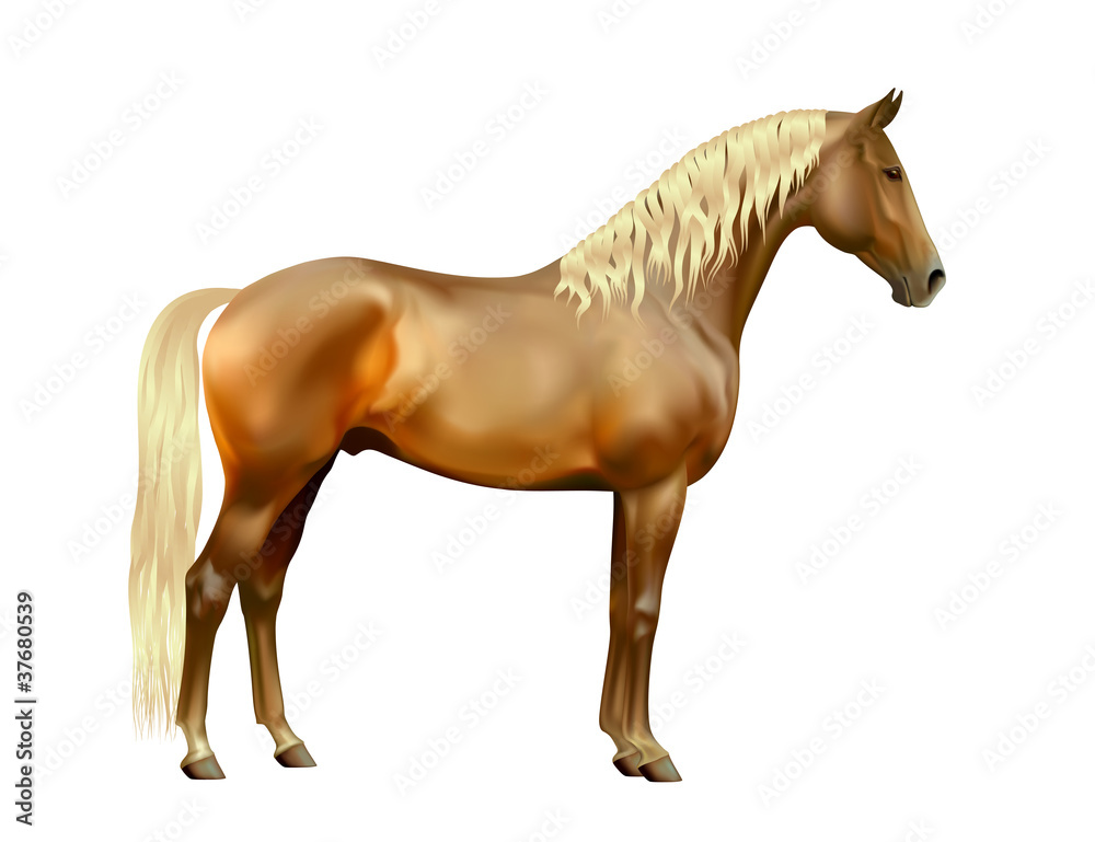 Obraz premium Vector exterior of silver bay horse isolated on white