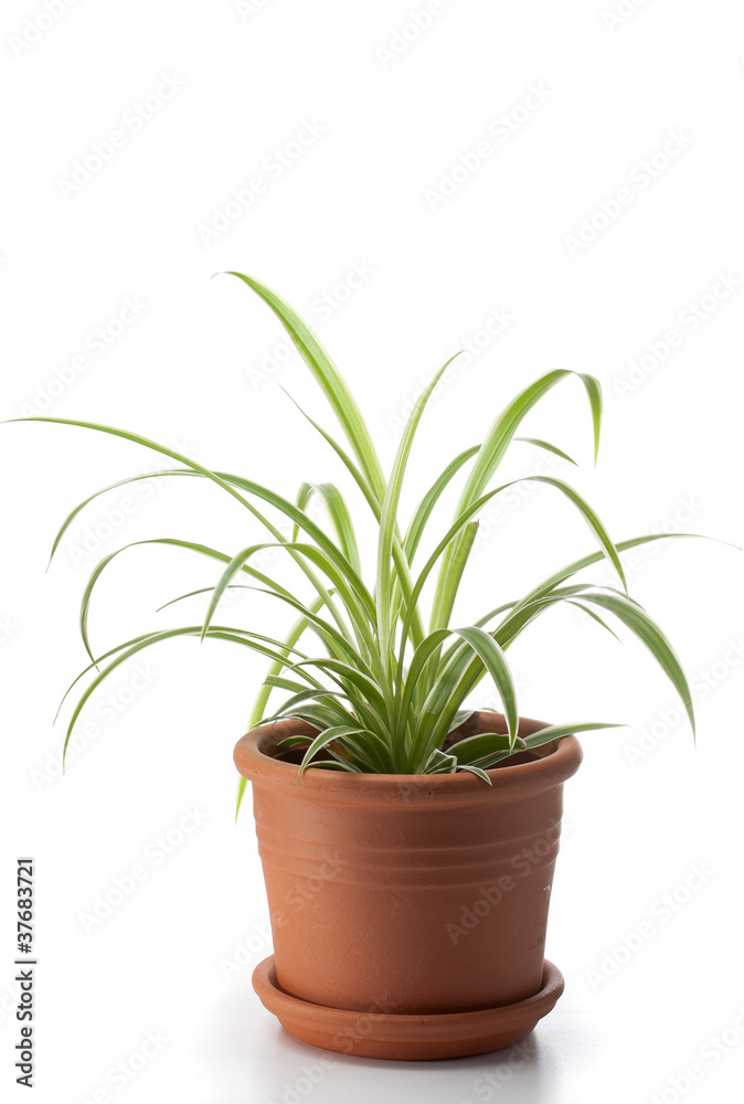 Dracaena house plant in flower pot Dracaena house plant in flower pot