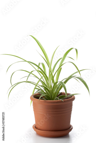 Dracaena house plant in flower pot