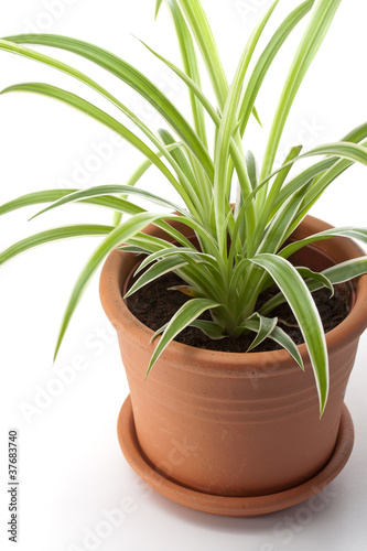 Dracaena house plant in flower pot