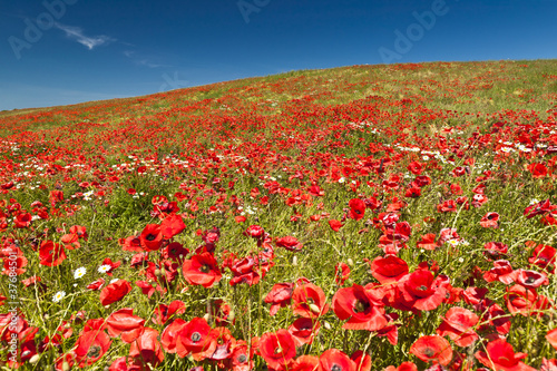 Mohnblumen mit Gänseblümchen