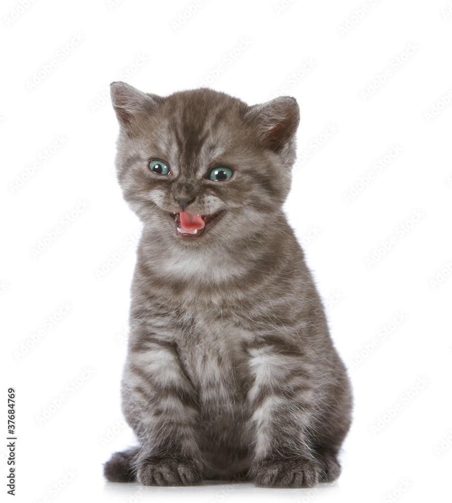Obraz premium little kitten