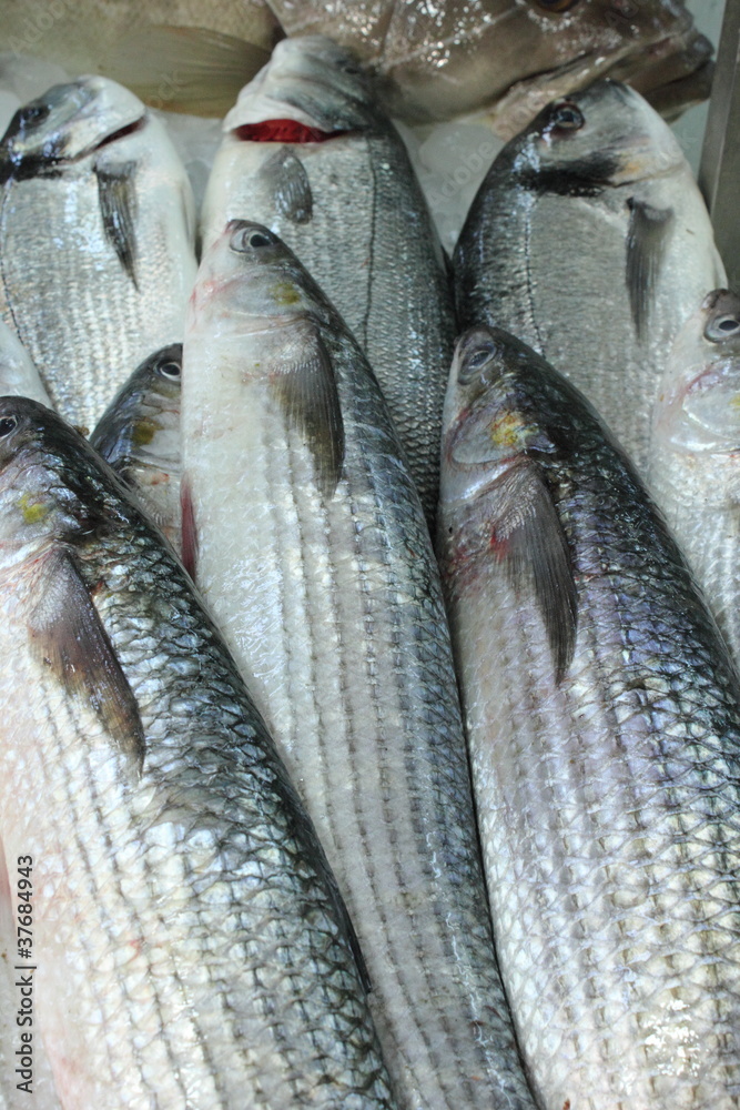 Obraz premium Fresh sea bass fish on ice