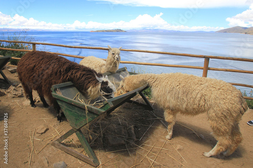 Alpacas of Titicaca photo