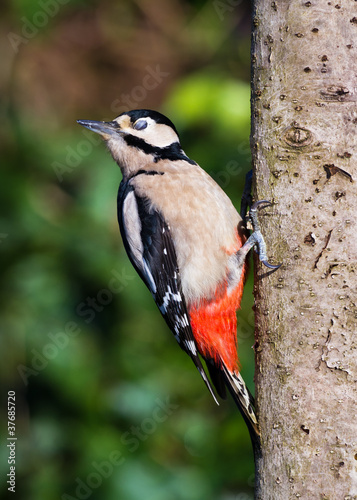 woodpecker showing Nictitating Membrane