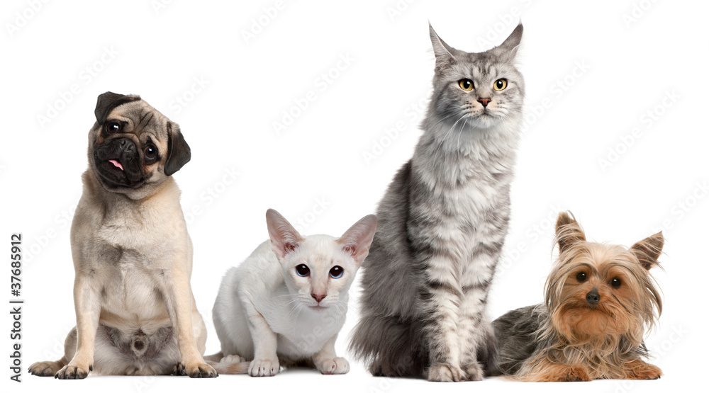 Group of dogs and cats sitting in front of white background