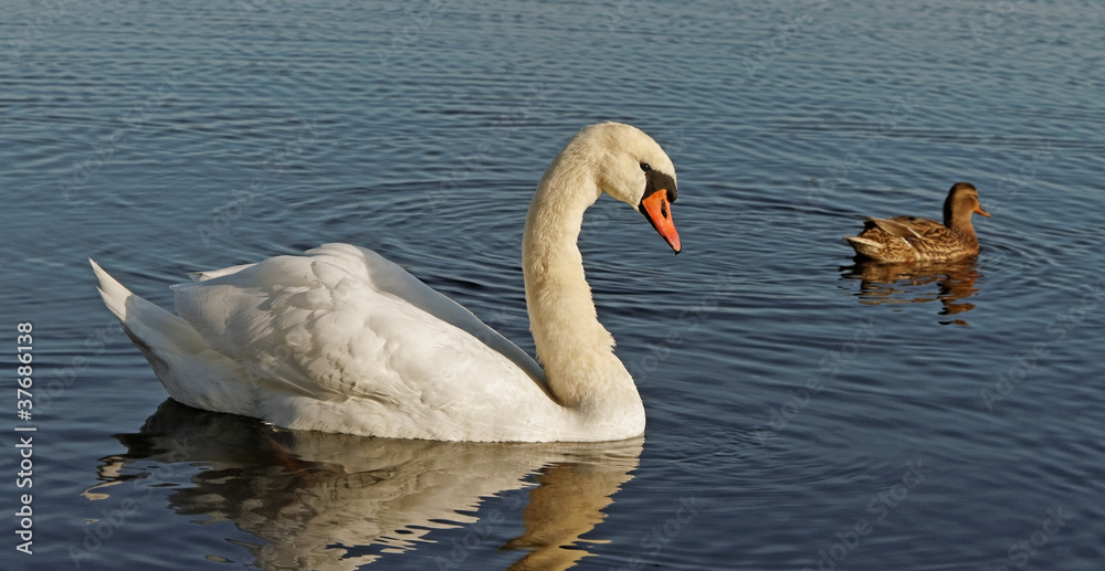 Swan and a duck.