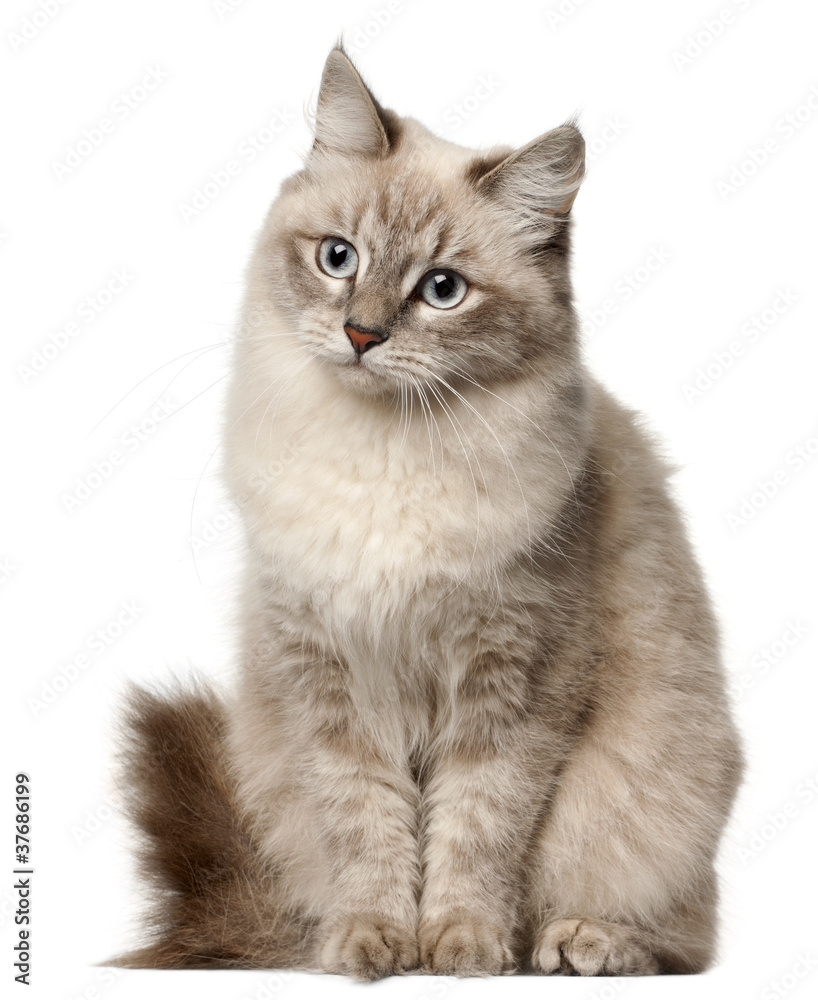 Siberian cat, sitting in front of white background