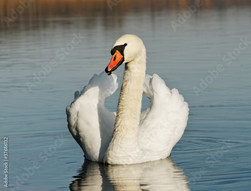 Swan on water.