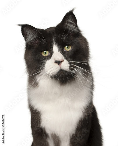 Maine Coon cat, 15 months old, in front of white background