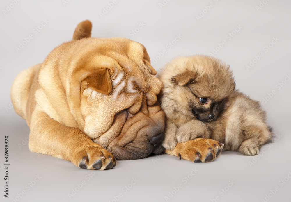 Fototapeta premium shar pei puppy and Spitz