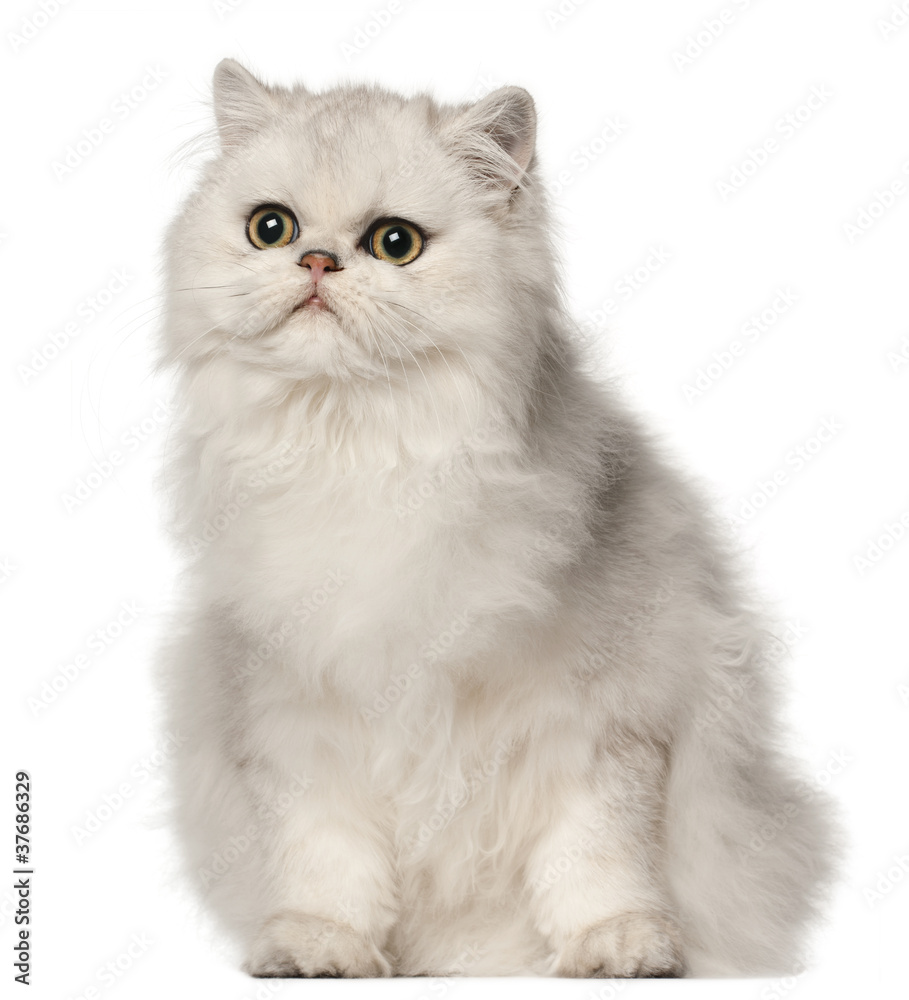 Persian cat, sitting in front of white background