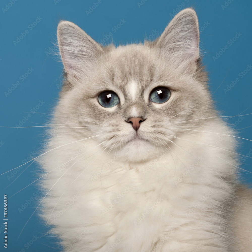 Ragdoll cat, 1 year old, in front of blue background