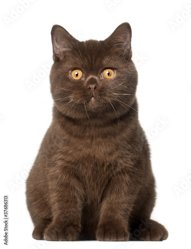 Fototapeta Naklejka Na Ścianę i Meble -  British shorthair cat, kitten, 4 months old, sitting