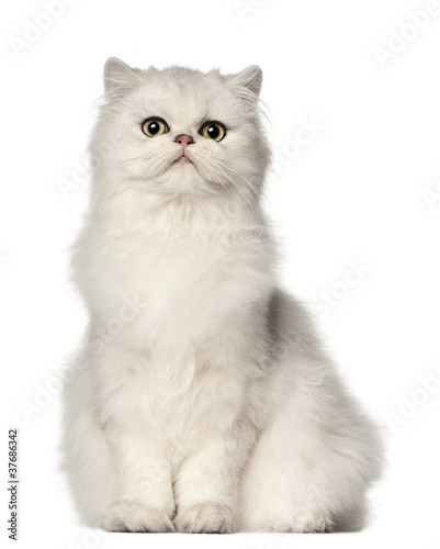 Persian cat, sitting in front of white background #37686342