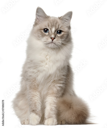 Ragdoll cat, 1 year old, sitting in front of white background