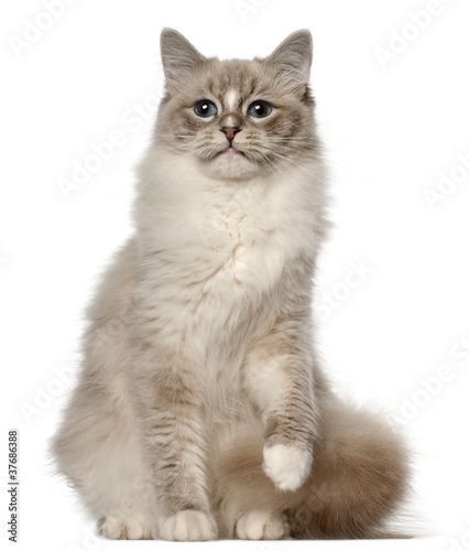 Ragdoll cat, 1 year old, sitting in front of white background