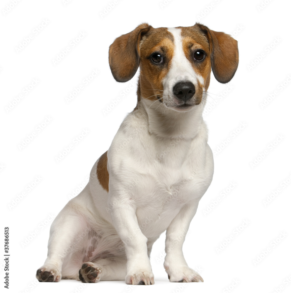 Jack Russell Terrier, 11 months old, sitting