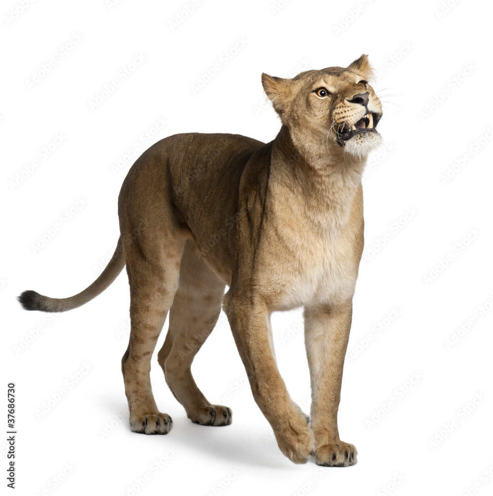 Obraz premium Lioness, Panthera leo, 3 years old, standing