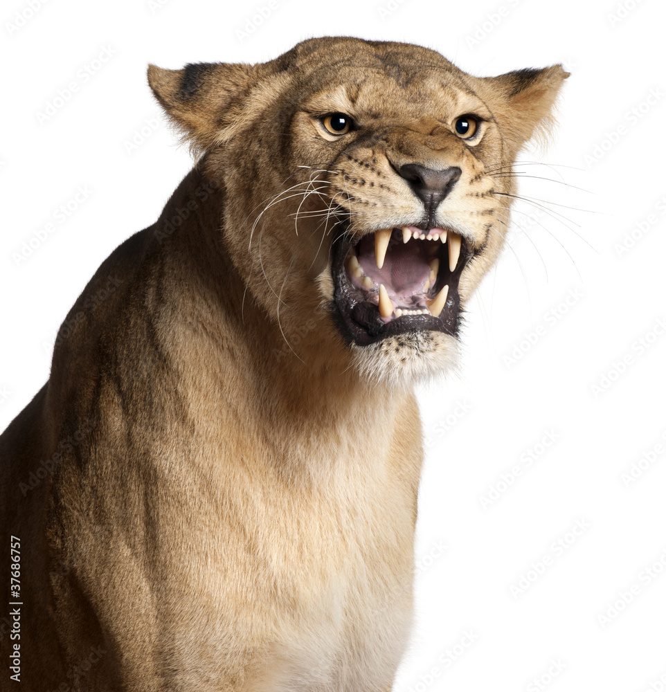 Fototapeta premium Lioness, Panthera leo, 3 years old, snarling