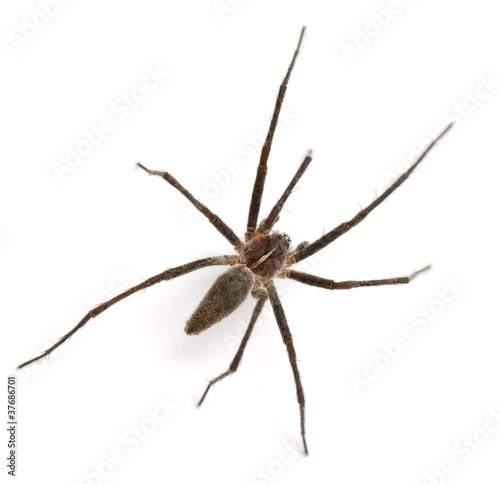 Nursery web spider, Pisaura mirabillis © Eric Isselée