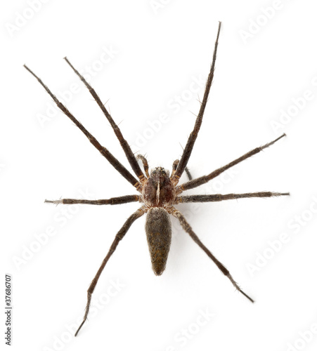 Nursery web spider, Pisaura mirabillis © Eric Isselée