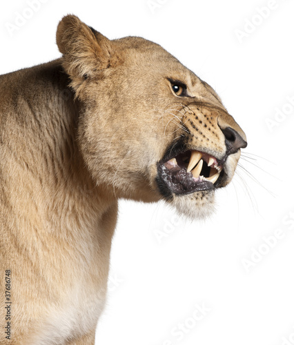 Billede på lærred Lioness, Panthera leo, 3 years old, snarling