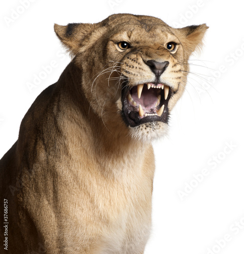 Lioness  Panthera leo  3 years old  snarling