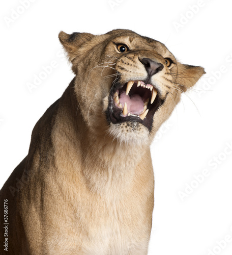 Lioness, Panthera leo, 3 years old, snarling