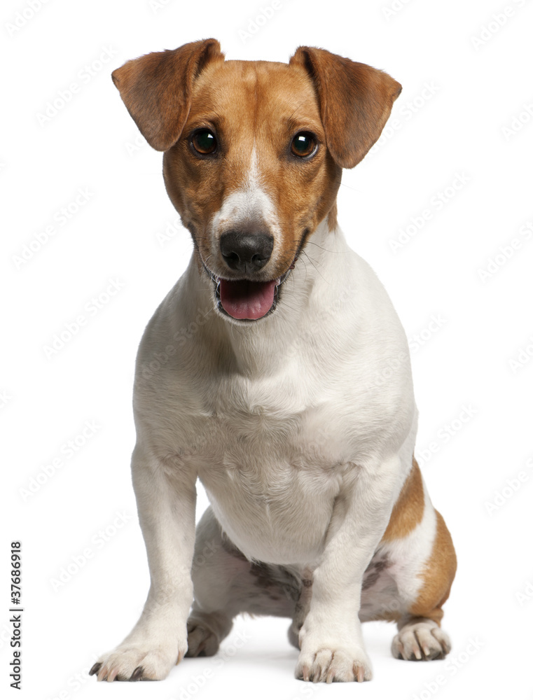 Jack Russell Terrier, 12 months old, sitting