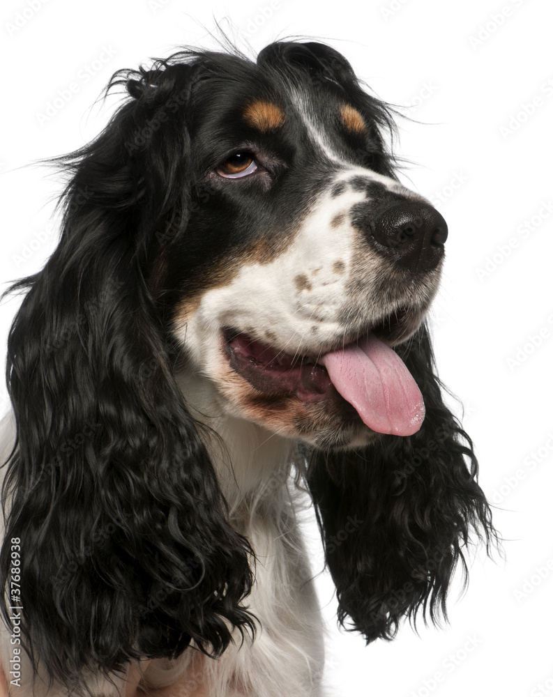 Close-up of English Cocker Spaniel, in front of white background