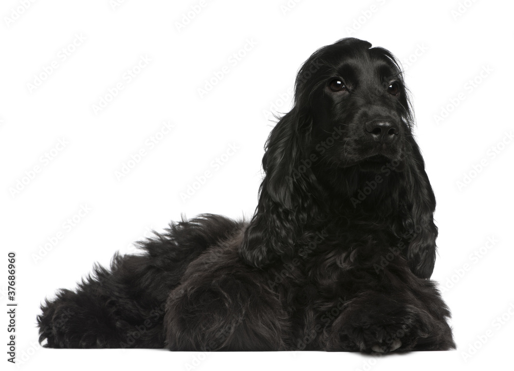 English Cocker Spaniel puppy, 5 months old, lying English Cocker Spaniel puppy, 5 months old, lying