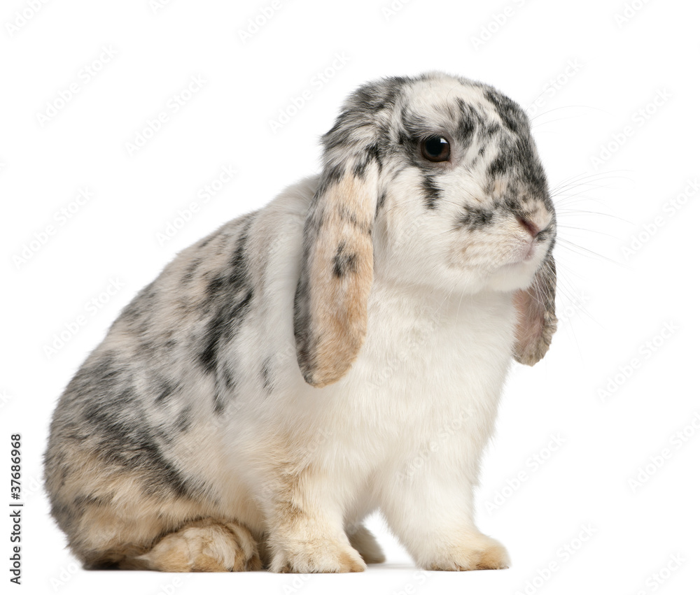 Tri Color Spotted French Lop rabbit, 2 months old Tri Color Spotted French Lop rabbit, 2 months old