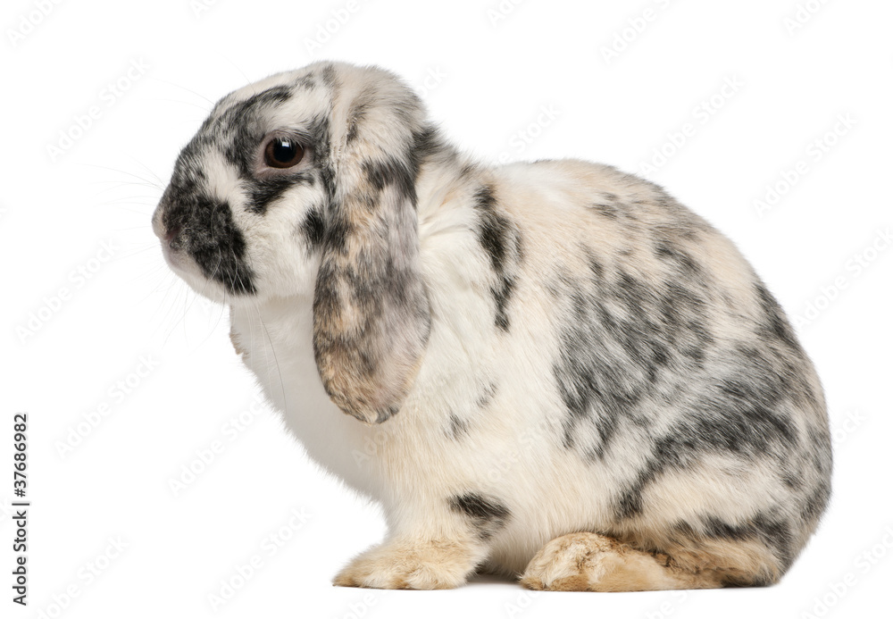 Tri Color Spotted French Lop rabbit, 2 months old Tri Color Spotted French Lop rabbit, 2 months old