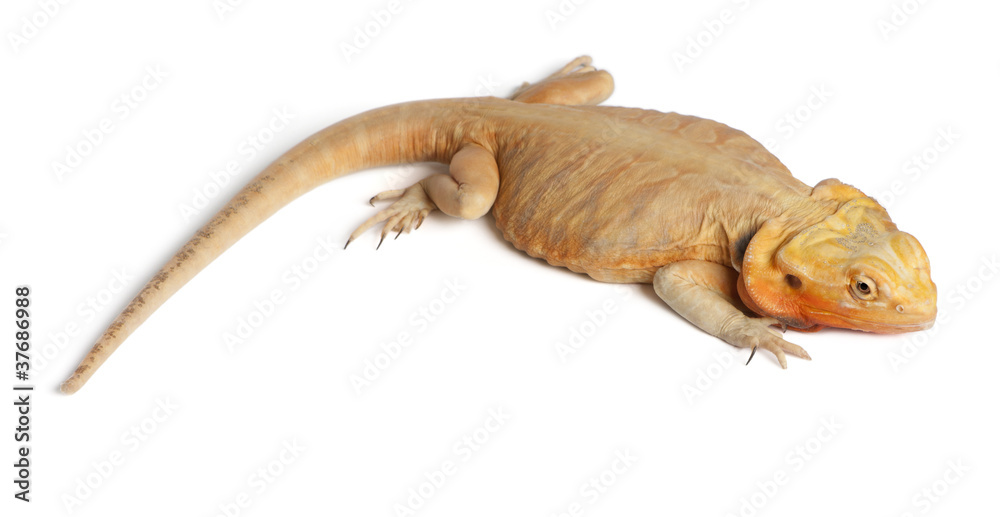 Naklejka premium Central Bearded Dragon, Pogona vitticeps